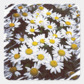 Shasta Daisies-foto Vierkante Sticker (Voorkant)