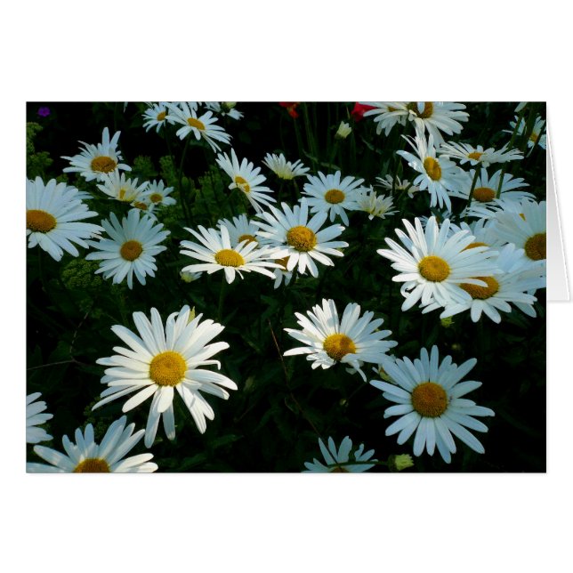 Shasta Daisies II (Voorkant Horizontaal)