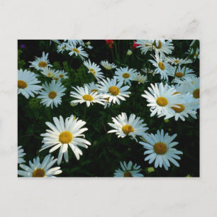 Shasta Daisies II Briefkaart