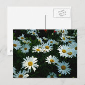 Shasta Daisies II Briefkaart (Voorkant / Achterkant)
