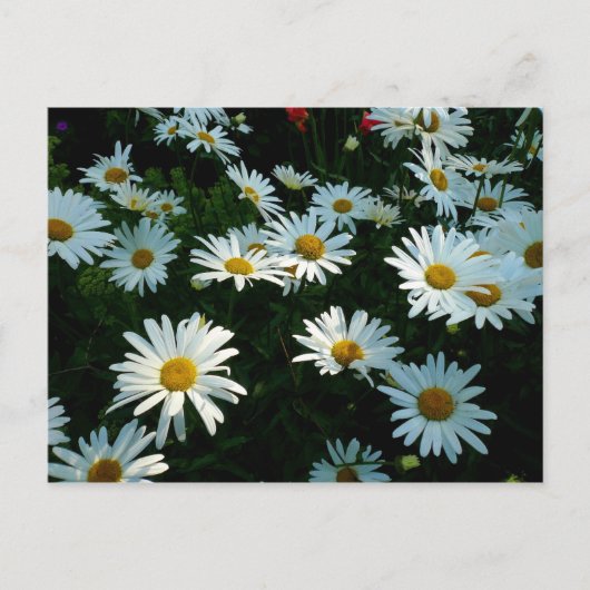 Shasta Daisies II Briefkaart (Voorkant)