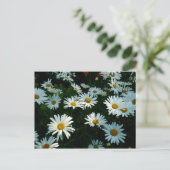 Shasta Daisies II Briefkaart (Staand voorkant)