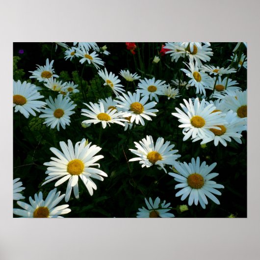 Shasta Daisies II Poster (Voorkant)