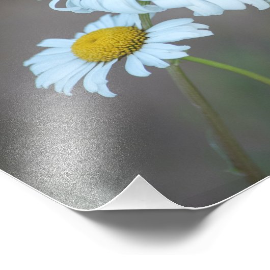 Shasta Daisies in het veld Foto Afdruk (Hoek)