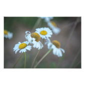 Shasta Daisies in het veld Foto Afdruk (Voorkant)