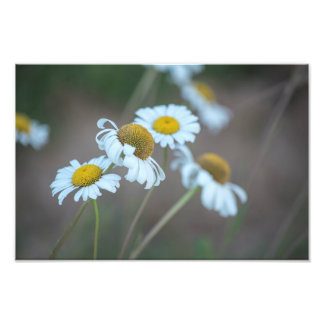Shasta Daisies in het veld Foto Afdruk