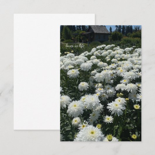 Shasta Daisies Notitiekaartje (Voorkant / Achterkant)