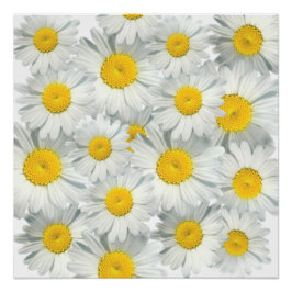 Shasta Daisies Perfect Poster