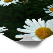 Shasta Daisies Poster (Hoek)