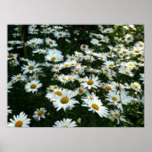 Shasta Daisies Poster (Voorkant)