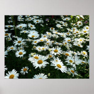 Shasta Daisies Poster