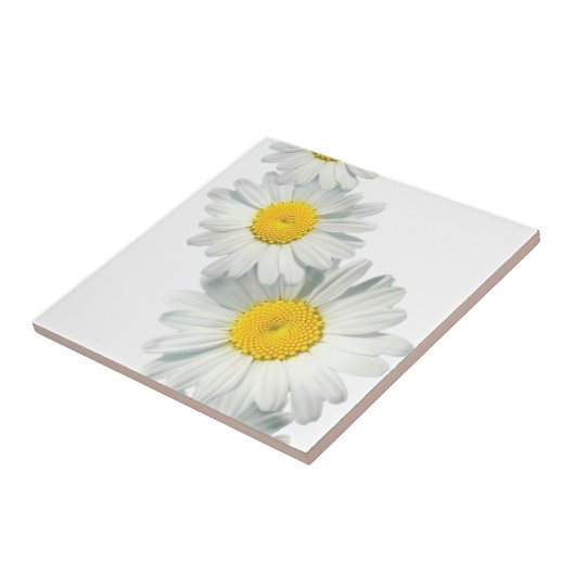 Shasta Daisies Tegeltje (Zijkant)