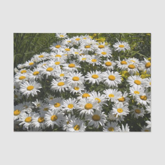 Shasta Daisies Tissuepapier (Voorkant)