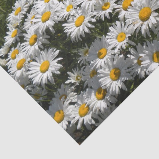 Shasta Daisies Tissuepapier (Detail)