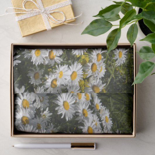 Shasta Daisies Tissuepapier (Geschenk)