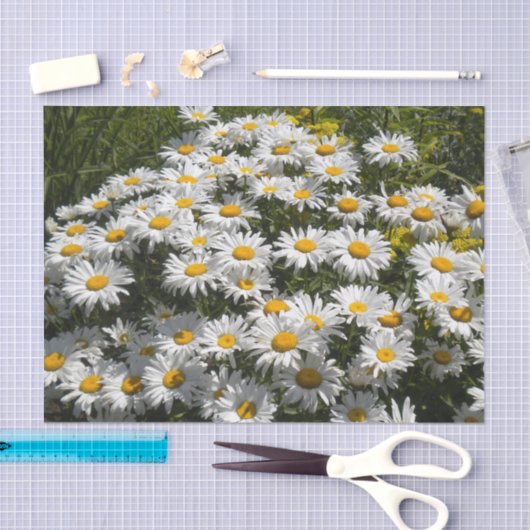 Shasta Daisies Tissuepapier (Craft)