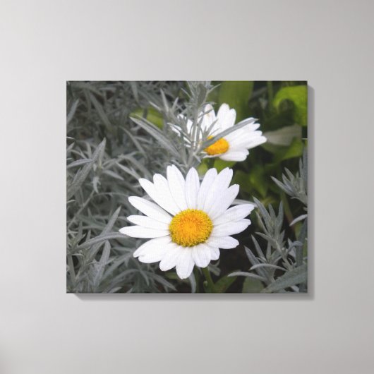 Shasta Daisies verpakt canvas Afdruk (Voorkant)