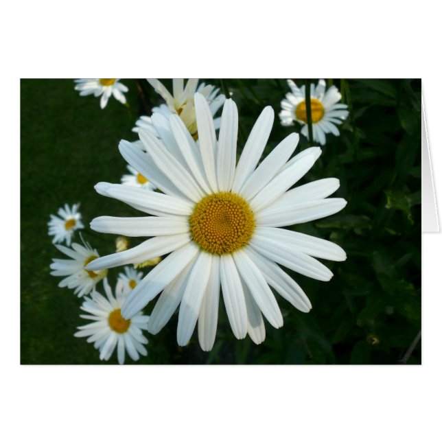 Shasta Daisy (Voorkant Horizontaal)