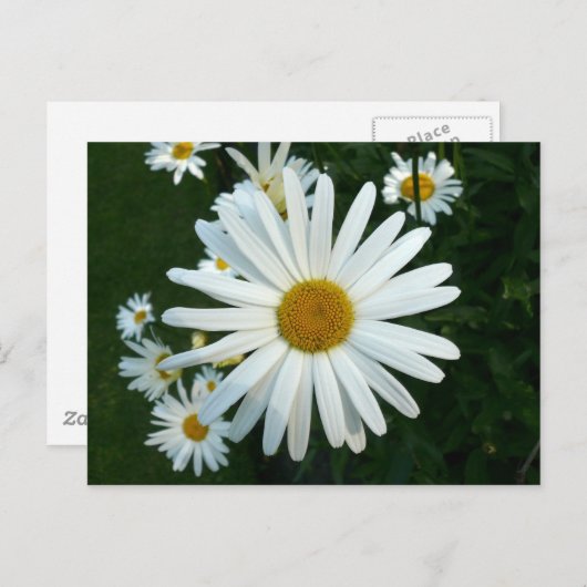 Shasta Daisy Briefkaart (Voorkant / Achterkant)
