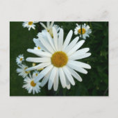 Shasta Daisy Briefkaart (Voorkant)