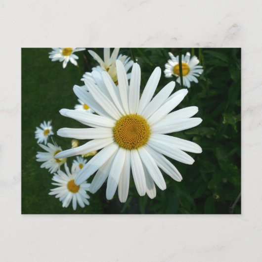 Shasta Daisy Briefkaart (Voorkant)