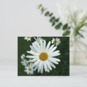 Shasta Daisy Briefkaart (Staand voorkant)