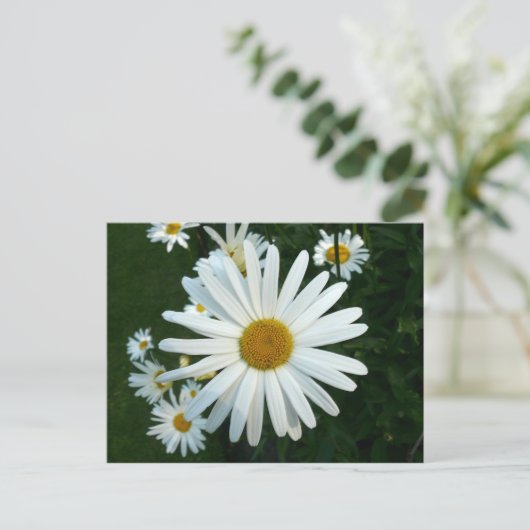 Shasta Daisy Briefkaart (Staand voorkant)