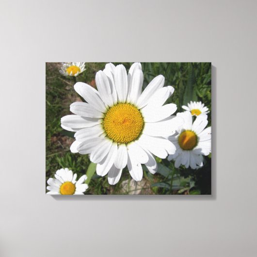Shasta Daisy (Chrysanthemum maximum) Canvas Afdruk (Voorkant)