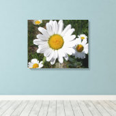 Shasta Daisy (Chrysanthemum maximum) Canvas Afdruk (Insitu (Houten vloer))