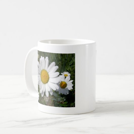 Shasta Daisy (Chrysanthemum maximum) Koffiemok (Voorkant links)