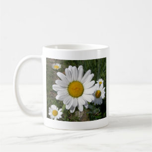 Shasta Daisy (Chrysanthemum maximum) Koffiemok