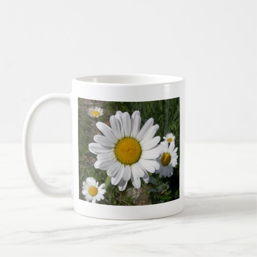 Shasta Daisy (Chrysanthemum maximum) Koffiemok (Links)