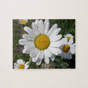 Shasta Daisy (Chrysanthemum maximum) Legpuzzel