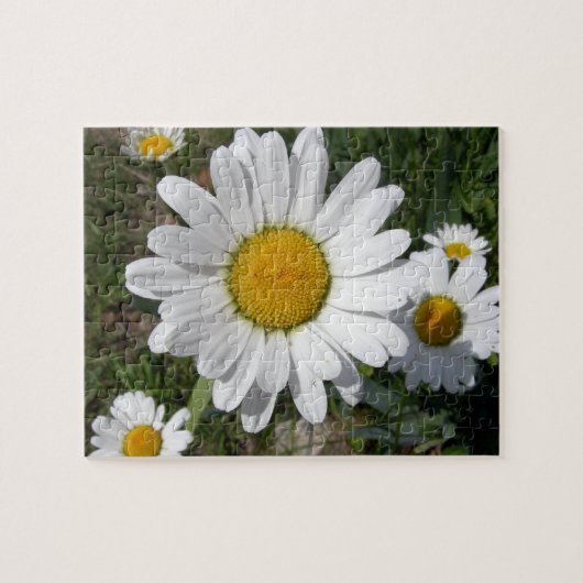 Shasta Daisy (Chrysanthemum maximum) Legpuzzel (Horizontaal)