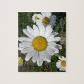 Shasta Daisy (Chrysanthemum maximum) Legpuzzel (Verticaal)