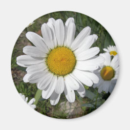 Shasta Daisy (Chrysanthemum maximum) Magneet