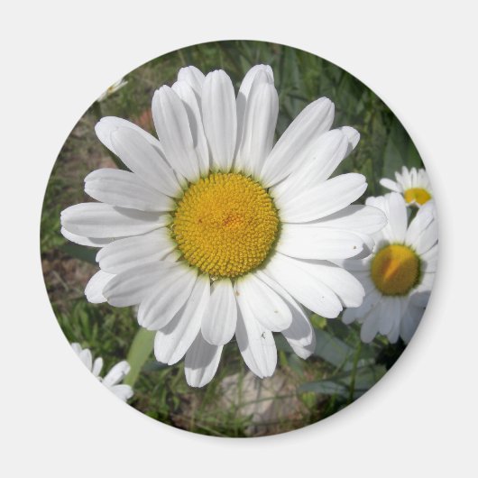Shasta Daisy (Chrysanthemum maximum) Magneet (Voorkant)