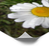 Shasta Daisy (Chrysanthemum maximum) Poster (Hoek)