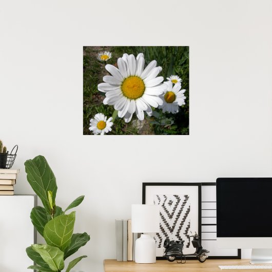 Shasta Daisy (Chrysanthemum maximum) Poster (Thuiskantoor)
