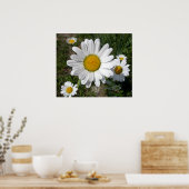 Shasta Daisy (Chrysanthemum maximum) Poster (Keuken)