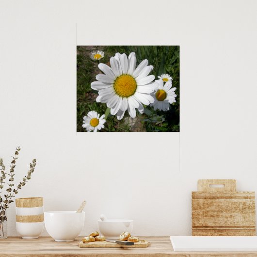 Shasta Daisy (Chrysanthemum maximum) Poster (Keuken)