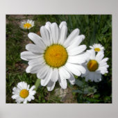 Shasta Daisy (Chrysanthemum maximum) Poster (Voorkant)
