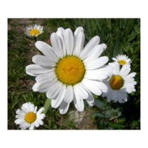 Shasta Daisy (Chrysanthemum maximum)