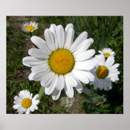 Shasta Daisy (Chrysanthemum maximum) Poster