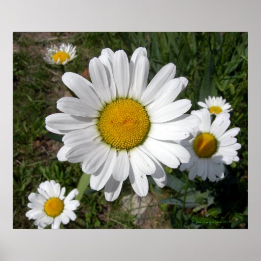 Shasta Daisy (Chrysanthemum maximum) Poster (Voorkant)