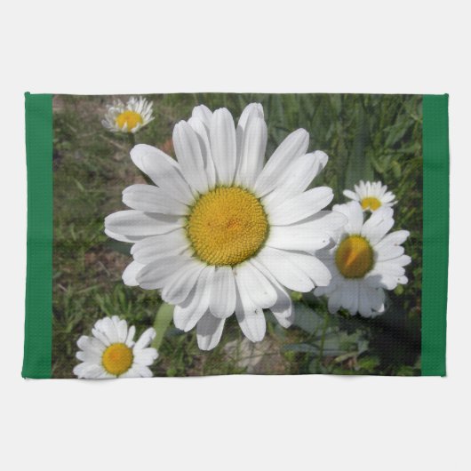 Shasta Daisy (Chrysanthemum maximum) Theedoek (Horizontaal)