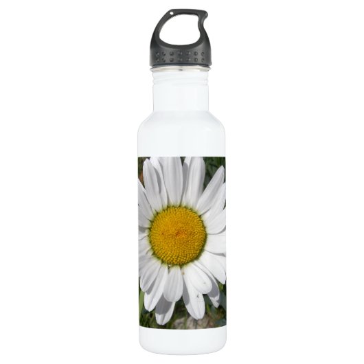 Shasta Daisy (Chrysanthemum maximum) Waterfles (Voorkant)