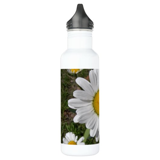 Shasta Daisy (Chrysanthemum maximum) Waterfles (Links)