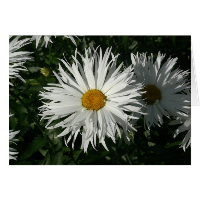 Shasta Daisy Gone Crazy (Voorkant Horizontaal)