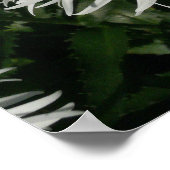 Shasta Daisy Gone Crazy. Poster (Hoek)